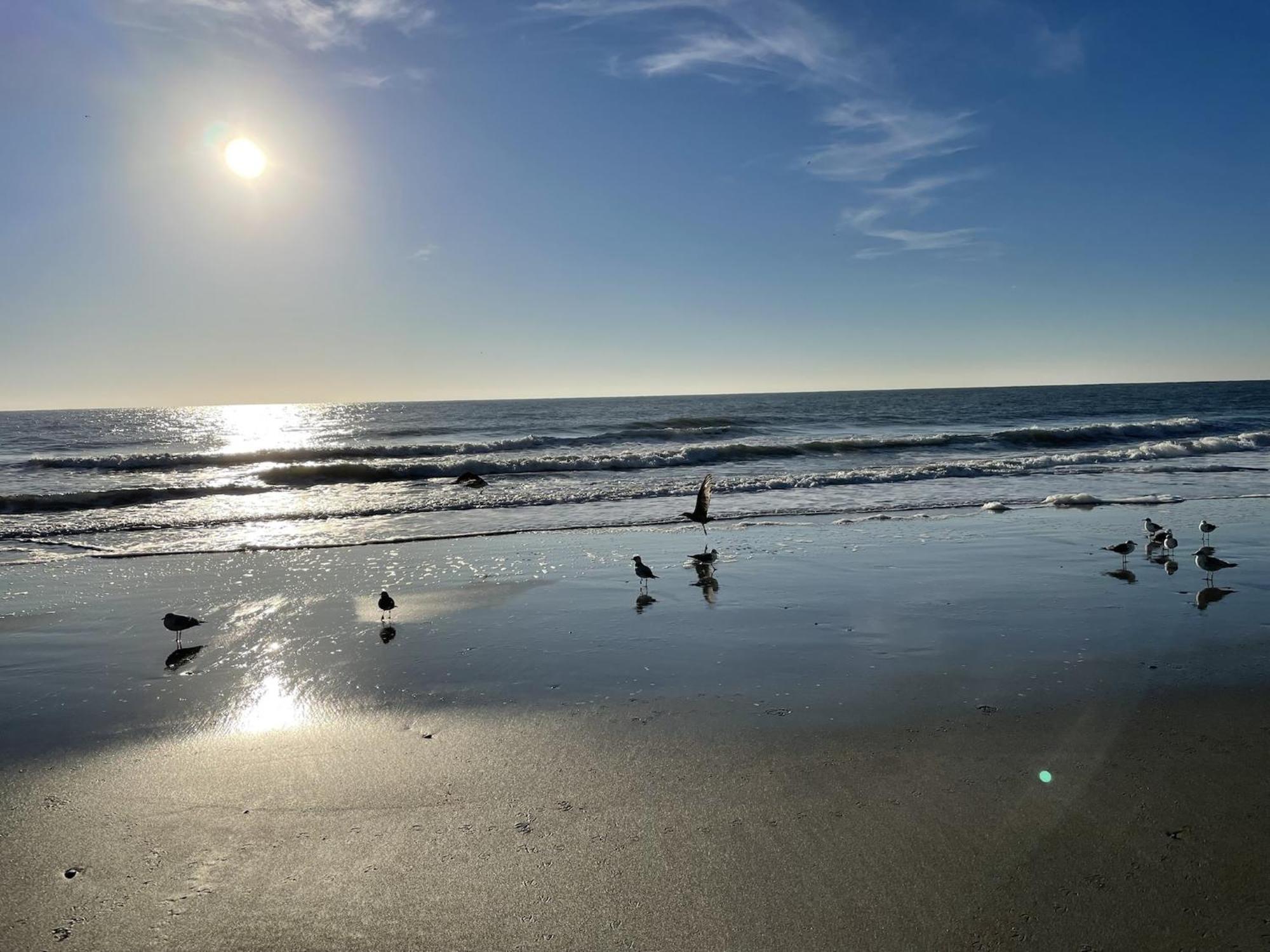 Blue Palmetto Vacation Rentals Myrtle Beach Eksteriør bilde